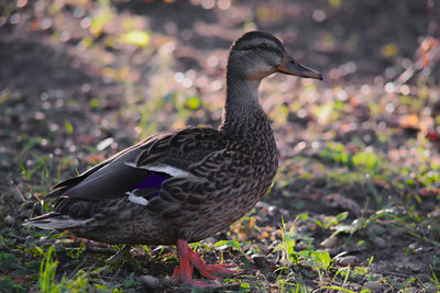 Close-up of mallard duck on field