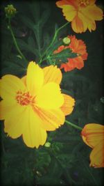 Close-up of yellow flowers