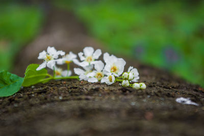 Close-up of white flowers