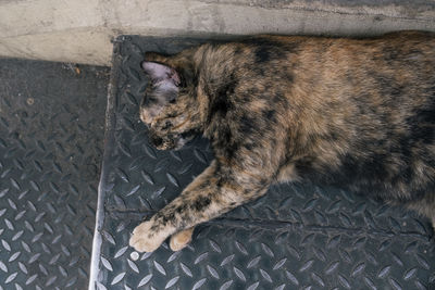 High angle view of cat sleeping on footpath