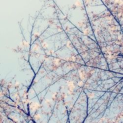 Low angle view of flowers on tree