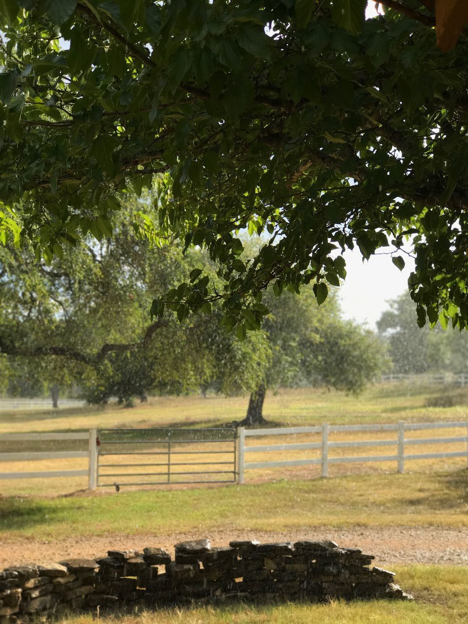 tree, field, nature, no people, day, outdoors, rural scene, grass, beauty in nature, animal themes, sky, mammal