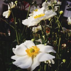 Close-up of white flowers blooming outdoors