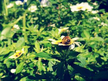 Close-up of bee pollinating on flower