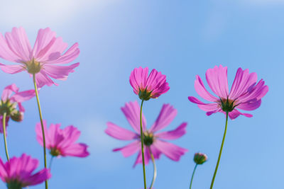 Cosmos colorful flower in the beautiful garden.