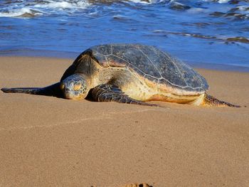 Green sea turtle
