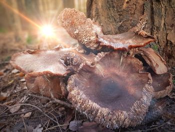 Close-up of mushroom on field