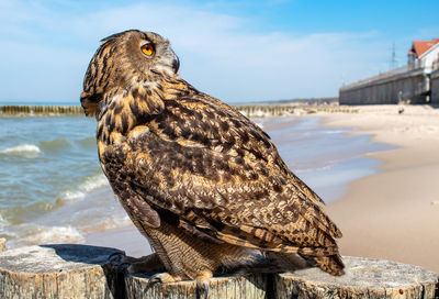 Close-up of bird perching on beach