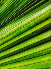 Full frame shot of green leaf