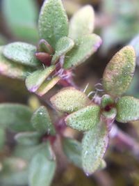 Close-up of leaves on plant