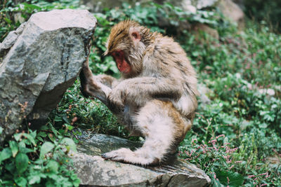 Lion sitting on rock
