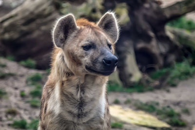 Close-up portrait of a dog looking away