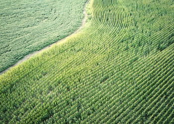 High angle view of crops on field