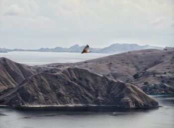 Bird flying over mountain by sea against sky