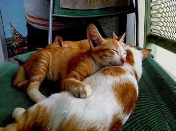Dog sleeping on sofa