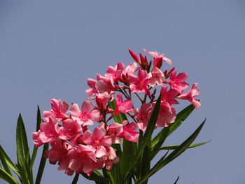 Close-up of pink flowering plant against clear sky