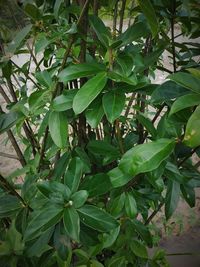 Close-up of green leaves