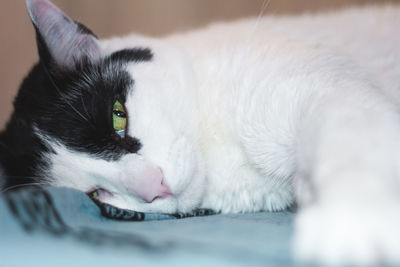 Close-up of cat resting