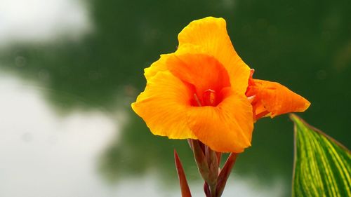 Close-up of orange flower