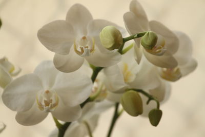 Close-up of white orchids