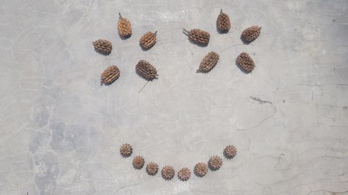 High angle view of pine cone on table