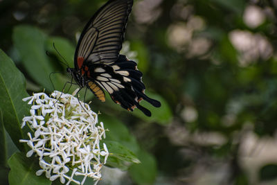 Close-up of butterfly pollinating on flower