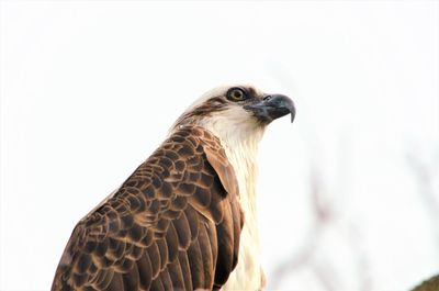 Close-up of a bird against clear sky