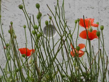 Red poppy flowers blooming on field