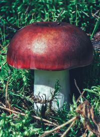 Close-up of fly agaric mushroom on field