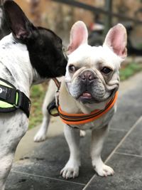 Close-up portrait of dog