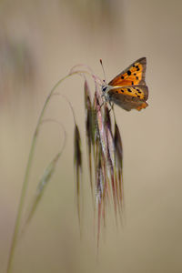 Close-up of butterfly on plant