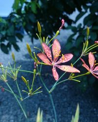 Close-up of plant with water drops