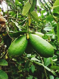 Close-up of fruit growing on tree