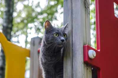 Close-up portrait of a cat