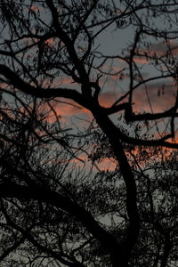 Low angle view of silhouette bare tree against sky