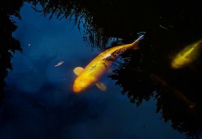 Close-up of koi fish in water