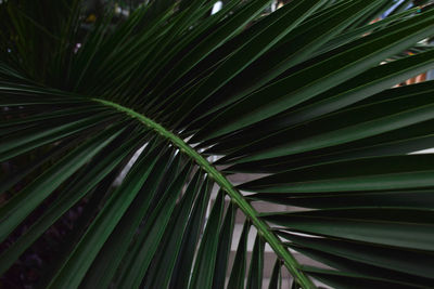 Full frame shot of palm tree leaves