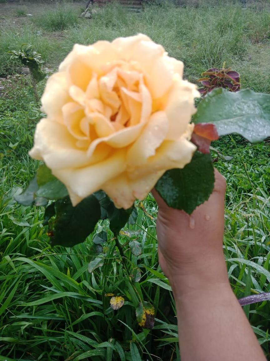 plant, flower, flowering plant, nature, yellow, beauty in nature, freshness, one person, hand, close-up, rose, holding, day, fragility, growth, high angle view, outdoors, flower head, grass, petal, green, inflorescence, garden roses, lifestyles, adult, women, personal perspective