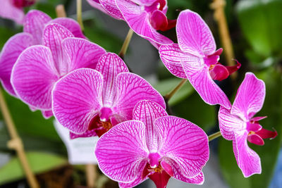 Close-up of pink flowers