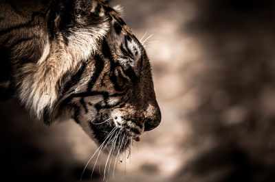 Close-up of a cat looking away