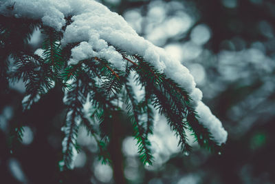 Close-up of frozen plant