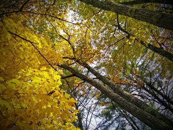 Low angle view of tree against sky