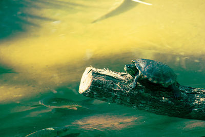 Turtle on wood over sea