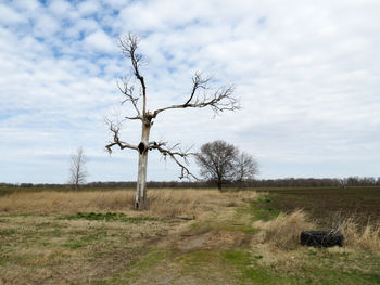 Bare tree on field against sky