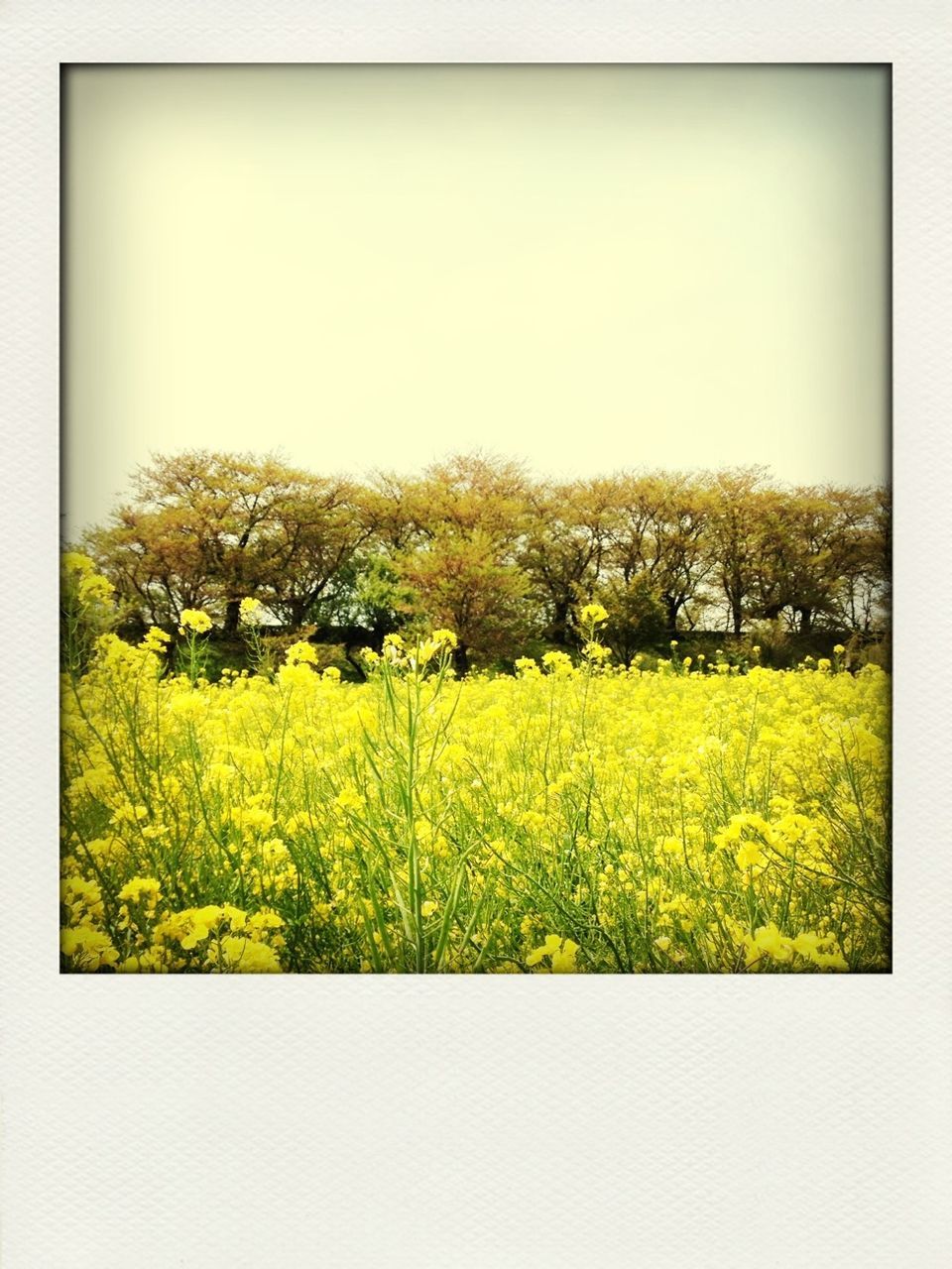 transfer print, growth, field, agriculture, yellow, clear sky, beauty in nature, flower, auto post production filter, nature, rural scene, green color, freshness, landscape, copy space, abundance, tranquility, plant, tree, tranquil scene