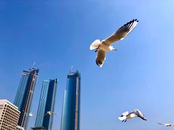 Low angle view of seagulls flying