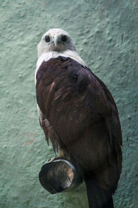 Close-up portrait of owl