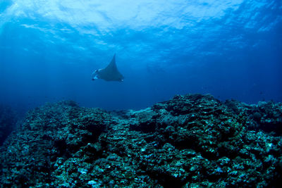 High angle view of fish swimming underwater