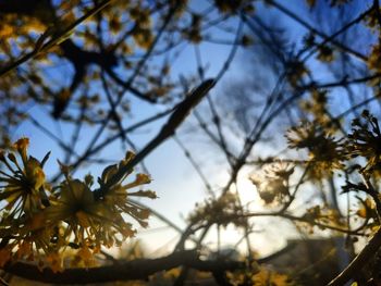 Low angle view of flowering plant against sky