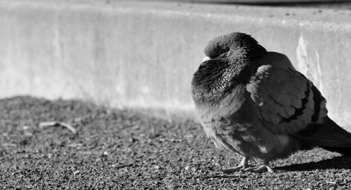 Close-up of bird perching on field